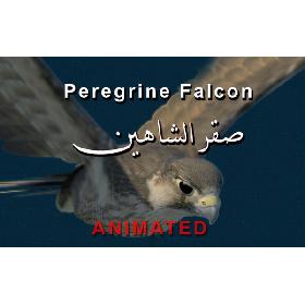 Peregrine Falcon (Folded Wings)